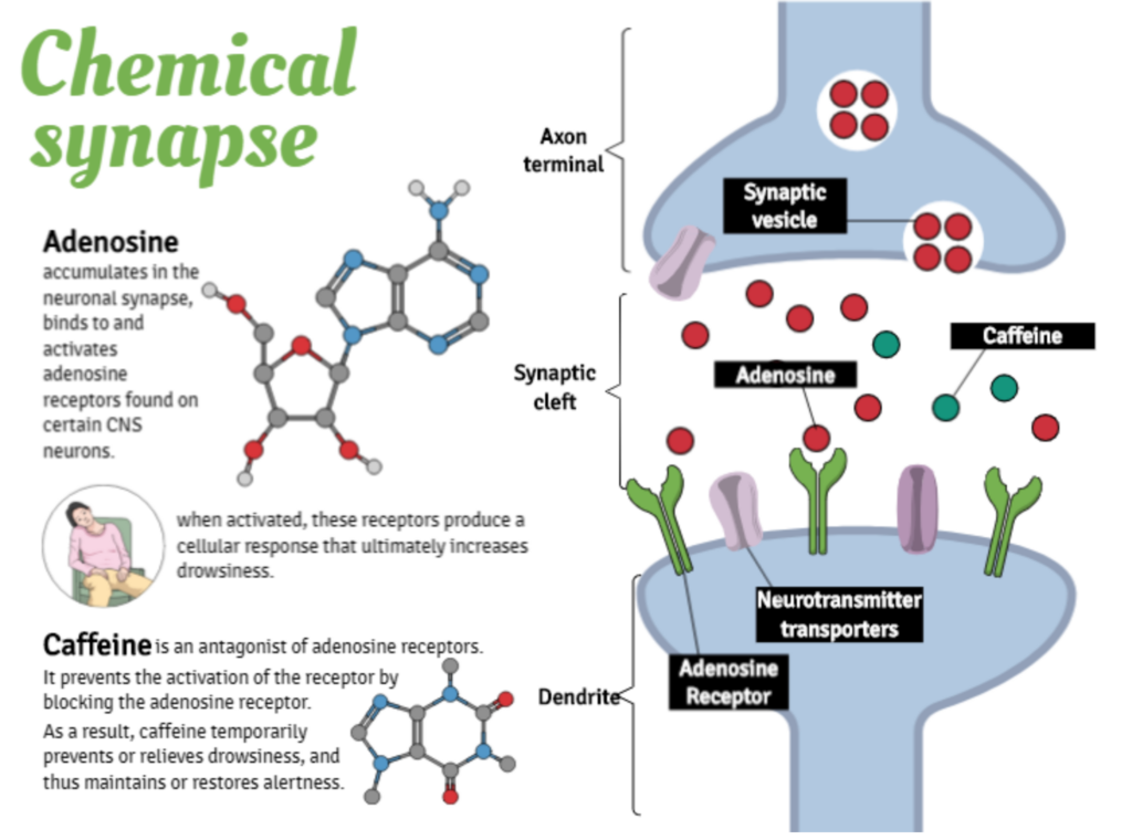 How Does Caffeine Work? Benefits, Mechanisms, and Potential Risks - Dr ...